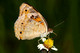 Nymphalidae, Nymphalinae, Junonia orithya, Blue Pansy, Butterfly, Butterflies and Moths