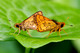 Hesperiidae, Hesperiinae, Potanthus omaha omaha, Lesser Dart, Butterfly, Butterflies and Moths