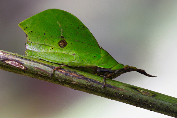 Trigonopterygidae, Trigonopteryginae, Systella rafflesii, Leaflike Grasshopper