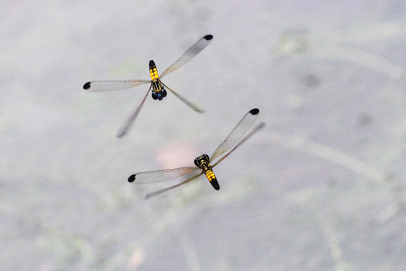 Chlorocyphidae, Libellago lineata, Golden Gem, damselfly, dragonflies and damselflies of Singapore