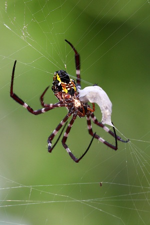 Araneidae, Argiope mangal, Mangrove St. Andrew's Cross Spider