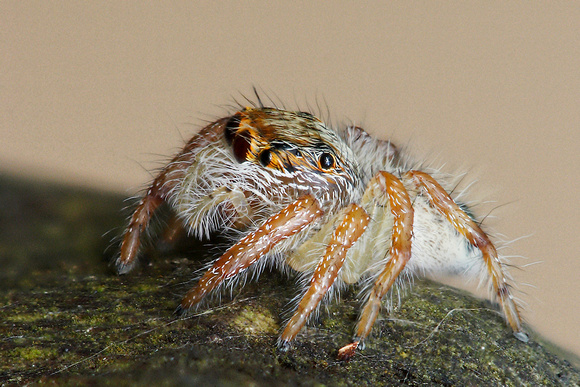 Salticidae, Hyllus diardi, Heavy Jumping Spider