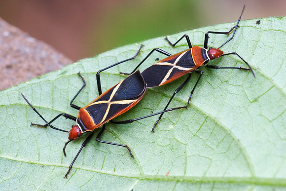 Mating Stainers