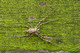 Hersiliidae, Long-Spinnered, Two-Tailed, Spiders, Arachnida, Hersilia sp.
