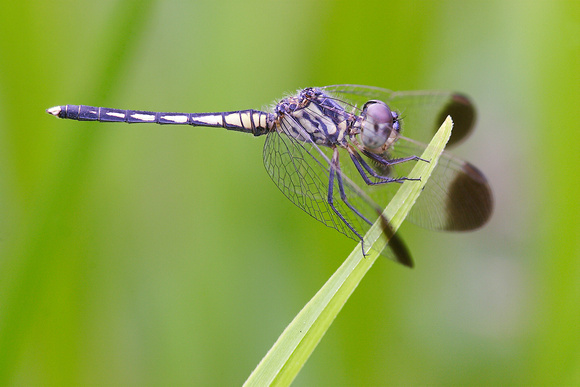 Diplacodes nebulosa, Black-tipped Percher, dragonfly, dragonflies and damselflies of Singapore