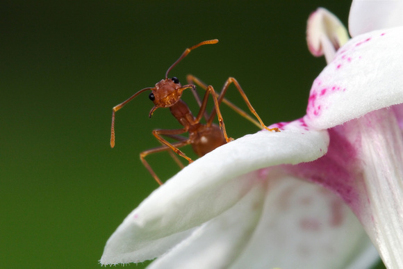 Formicidae, Oecophylla smaragdina, Weaver Ant