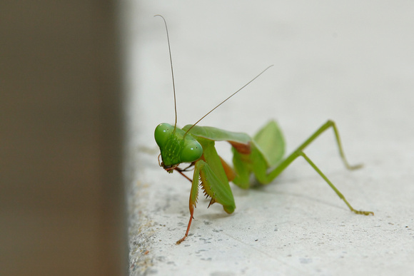 Begging Mantis