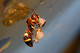 Vespidae, Polistes sp., Paper Wasp