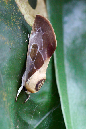 Noctuidae, Westermanniinae, Westermannia sp., Nolid Moths, Tuft Moths, Moth, Butterflies and Moths