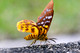 Geometridae, Geometrid Moths, Geometrinae, Dysphania subrepleta, Moth, Butterflies and Moths
