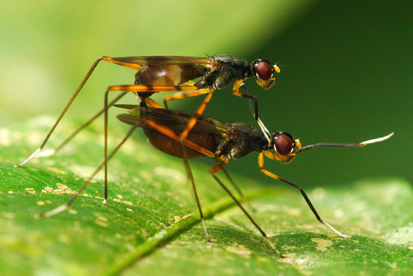 Micropezid Flies Mating