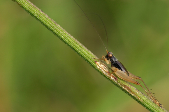 Gryllidae, Trigonidiinae, Metioche pallipes, Cricket