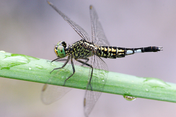 Acisoma panorpoides, Trumpet Tail, dragonfly, dragonflies and damselflies of Singapore