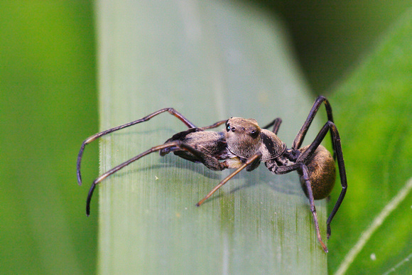 Salticidae, Myrmarachne maxillosa, Giant Ant-Like Jumper