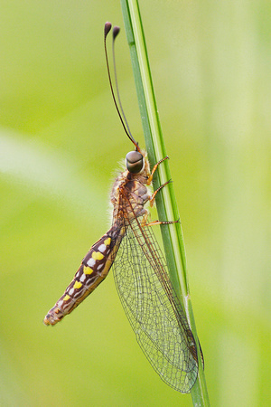Ascalaphidae, Ascaloptynx, Owlfly