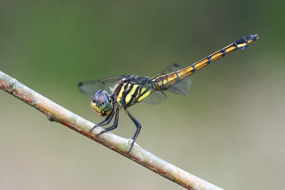 Libellulidae, Potamarcha congener, Common Chaser, dragonfly, dragonflies and damselflies of Singapore