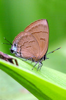 Lepidoptera