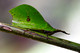 Trigonopterygidae, Trigonopteryginae, Systella rafflesii, Leaflike Grasshopper