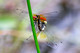Libellulidae, Nannophya pygmaea, Scarlet Pygmy, dragonfly, dragonflies and damselflies of Singapore
