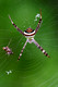 Araneidae, Argiope versicolor, Multi-Coloured St. Andrew's Cross Spider