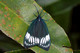 Zygaenidae, Chalcosiinae, Cyclosia macularis, Moth, Butterflies and Moths of Singapore