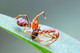 Thomisidae, Amyciaea lineatipes, Ant-Like Crab Spider