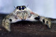Salticidae, Hyllus diardi, Heavy Jumping Spider