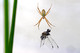 Araneidae, Argiope sp., St. Andrew's Cross Spider