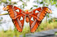 Saturniidae, Attacus atlas, Atlas Moth, Moth, Butterflies and Moths
