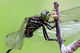 Orthetrum sabina, Variegated Green Skimmer, dragonfly, dragonflies and damselflies of Singapore