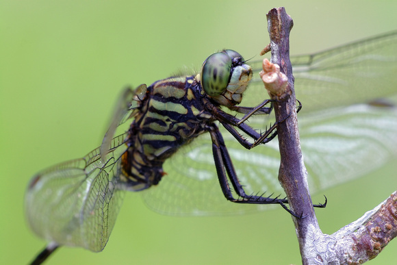 Orthetrum sabina, Variegated Green Skimmer, dragonfly, dragonflies and damselflies of Singapore