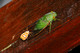 Erebidae, Cyana sp., Moth, Butterflies and Moths of Malaysia