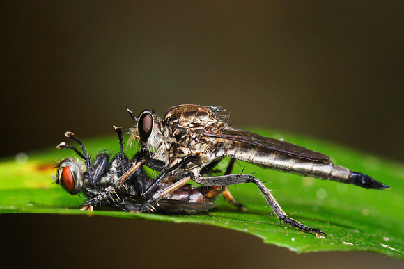 Robberfly - Kiss of Death 3