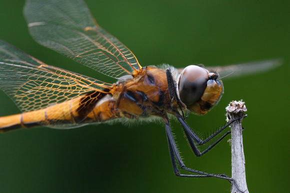 Libellulidae, Tramea transmarina euryale, Saddlebag Glider, dragonfly, dragonflies and damselflies of Singapore