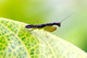 Hymenopodidae, Acromantinae, Odontomantis planiceps, Asian Ant Mantis, Grass Mantis