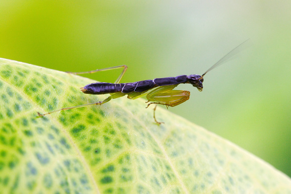 Hymenopodidae, Acromantinae, Odontomantis planiceps, Asian Ant Mantis, Grass Mantis