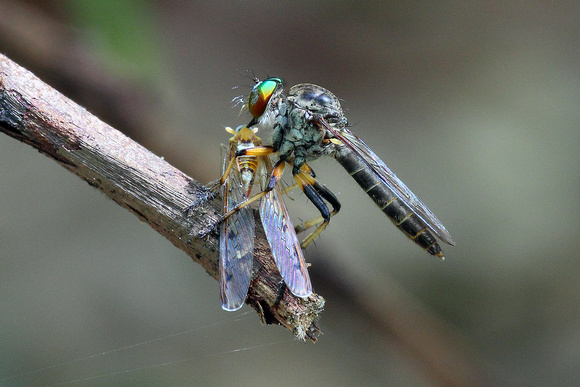 Robberfly - Kiss of Death 4