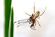 Araneidae, Argiope sp., St. Andrew's Cross Spider