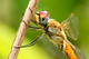 Libellulidae, Pantala flavescens, Wandering Glider, dragonfly, dragonflies and damselflies of Singapore