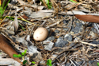 Bad Egg (Abandoned)