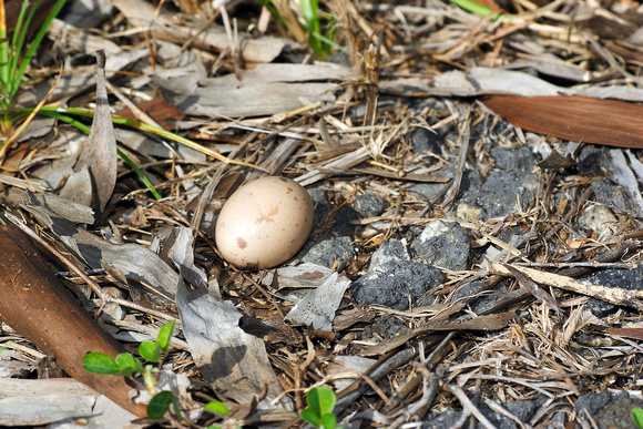 Bad Egg (Abandoned)