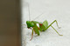 Begging Mantis