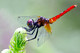 Libellulidae, Nannophya pygmaea, Scarlet Pygmy, dragonfly, dragonflies and damselflies of Singapore