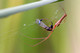 Common Big-Jawed Spider, Tetragnatha mandibulata, Spider