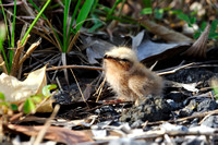 Chick with Down Feathers