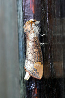 Lepidoptera