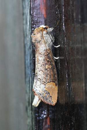 Notodontidae, Phalera sp., Moth, Butterflies and Moths of Malaysia