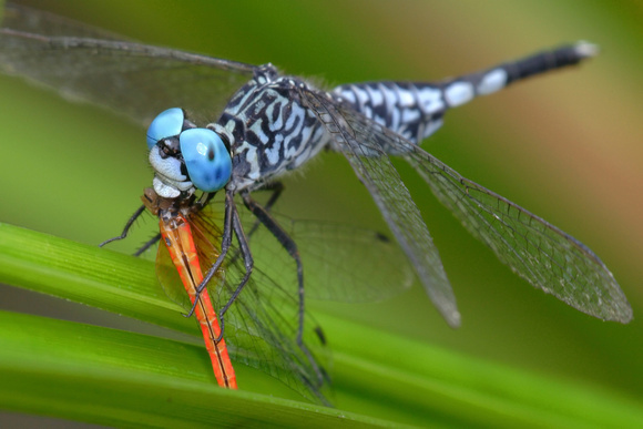 Acisoma panorpoides, Trumpet Tail, dragonfly, dragonflies and damselflies of Singapore