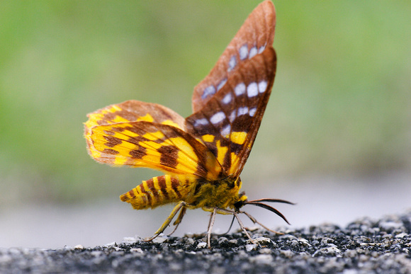 Geometridae, Geometrid Moths, Geometrinae, Dysphania subrepleta, Moth, Butterflies and Moths