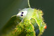 Limacodidae, Saddleback Caterpillars, Parasa pseudorepanda, Nettle Caterpillar, Moth, Butterflies and Moths